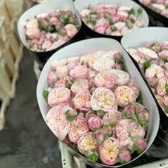 Royal Blush Rose