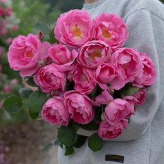 Royal Jubilee Rose-皇家庆典