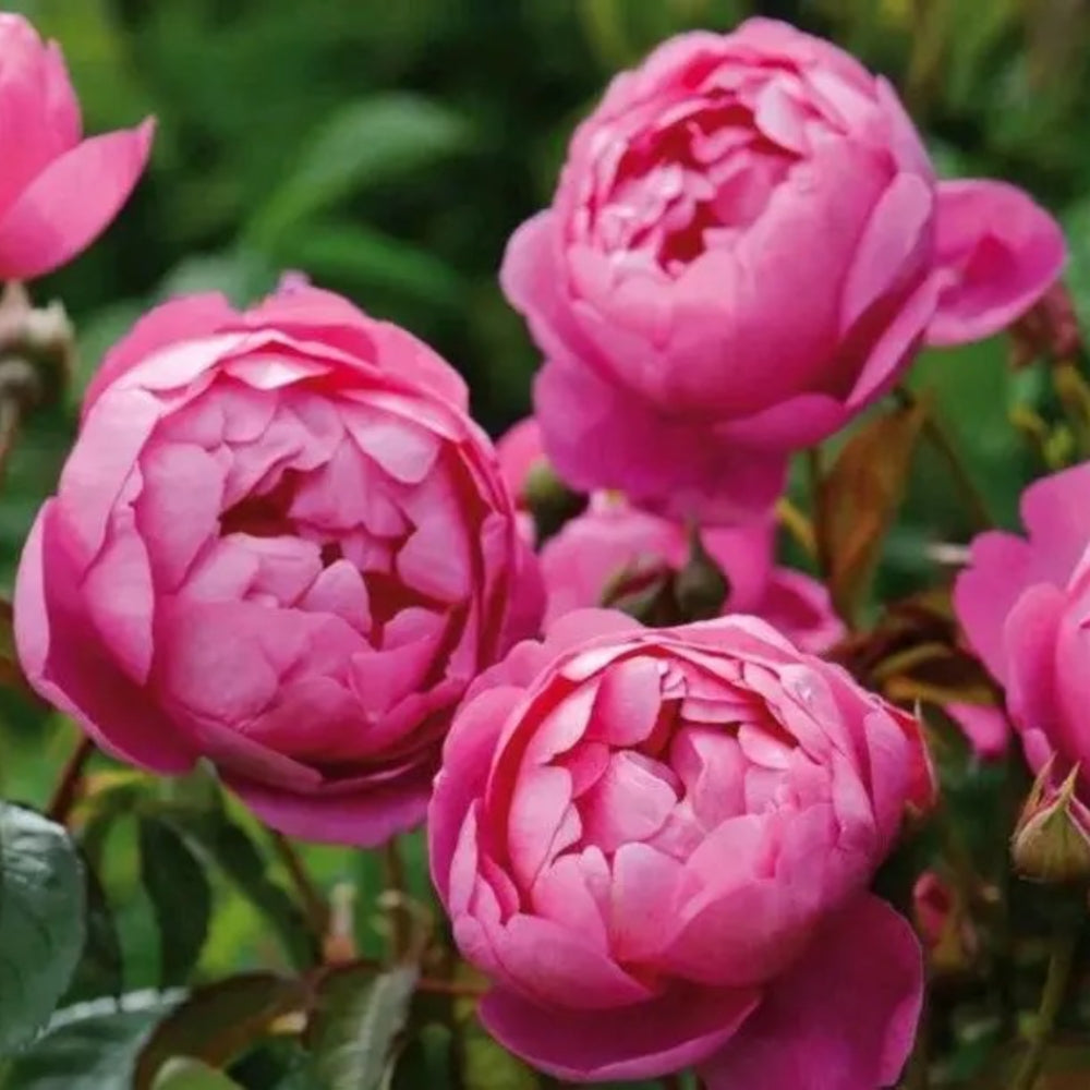 Royal Jubilee Rose-皇家庆典