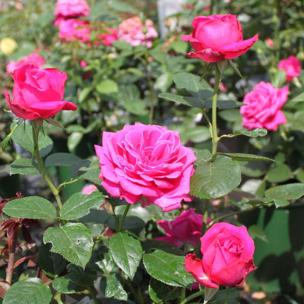 Royal Jubilee Rose-皇家庆典