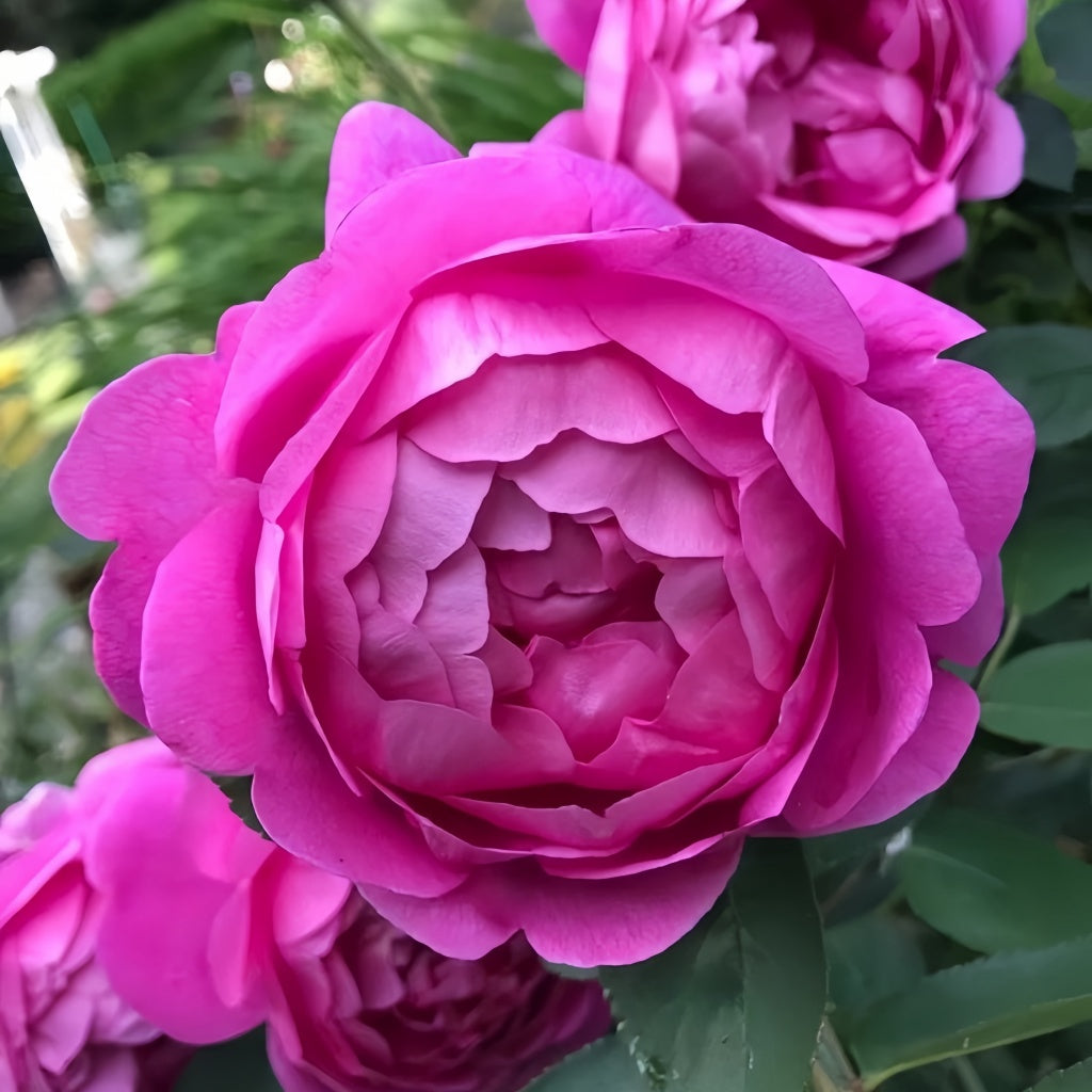 Royal Jubilee Rose-皇家庆典