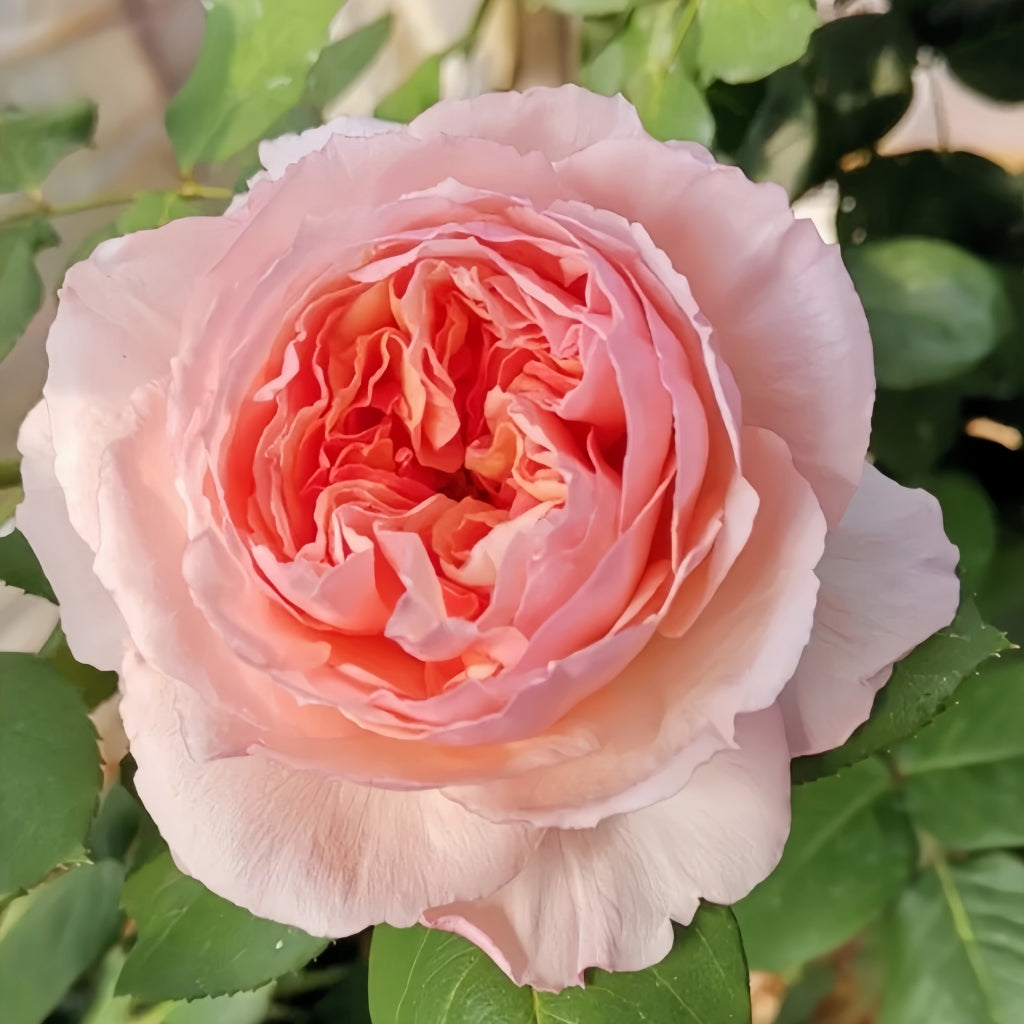 Salmanasar Rose