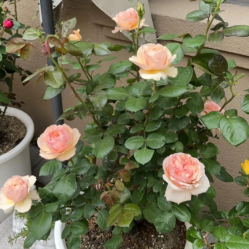 Salmanasar Rose
