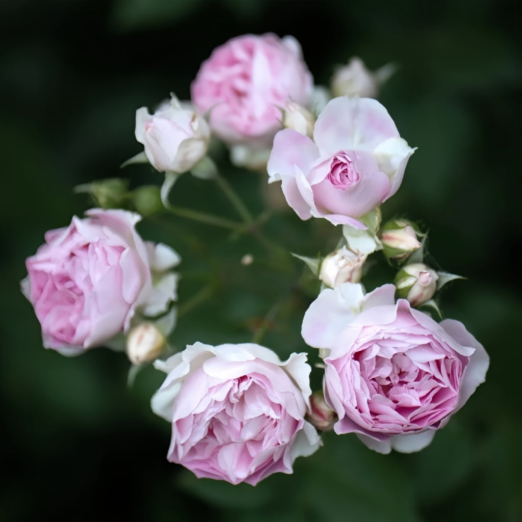 Saphir Rose