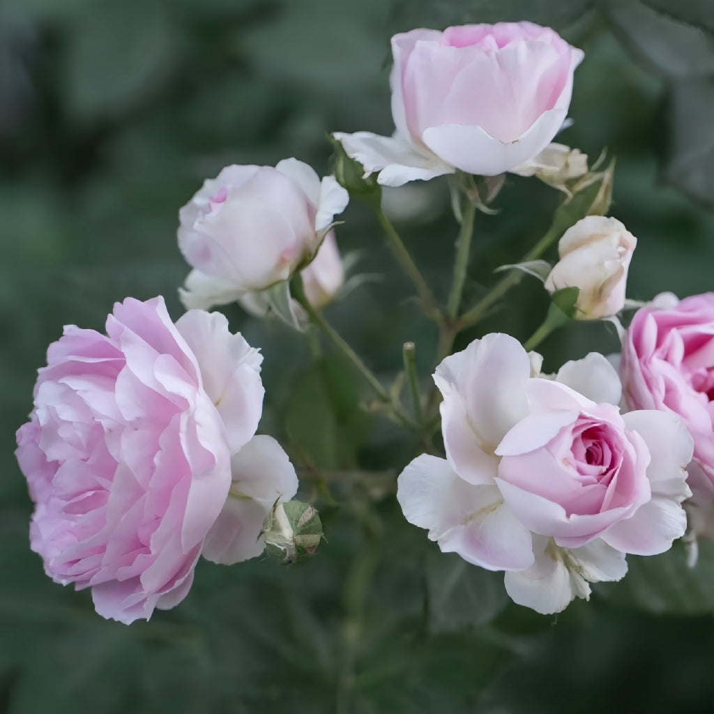 Saphir Rose