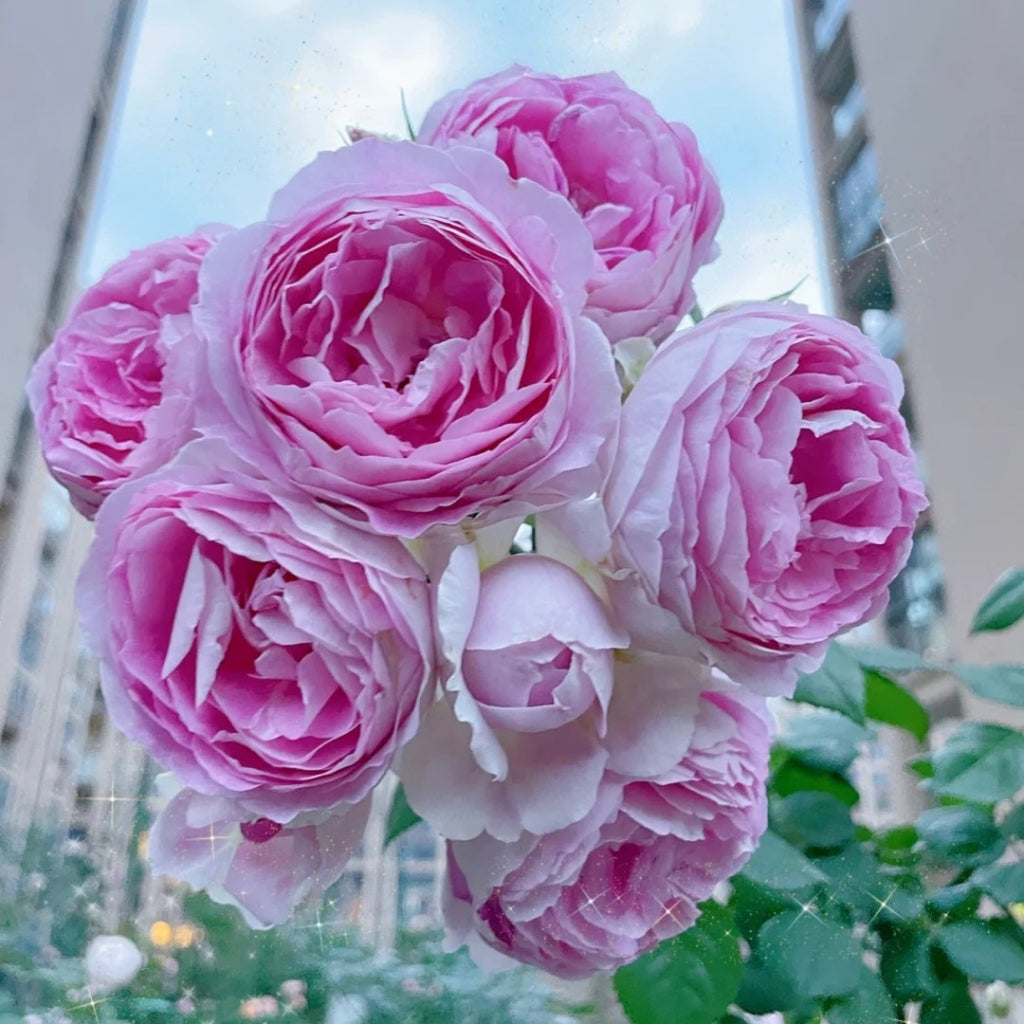 Saphir Rose