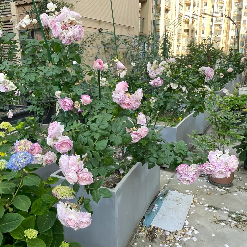 Saphir Rose