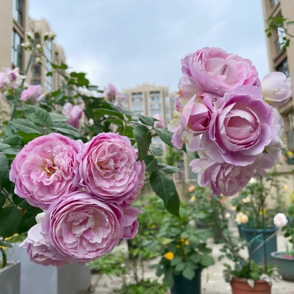 Saphir Rose