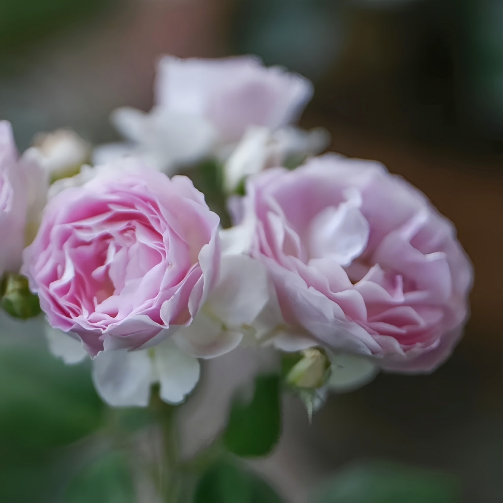 Saphir Rose