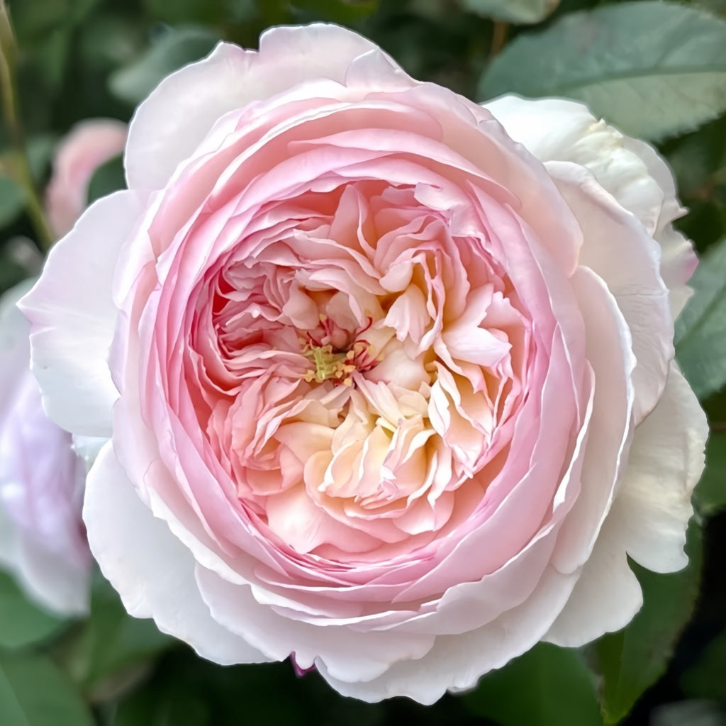 Savon Rose
