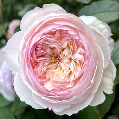 Savon Rose