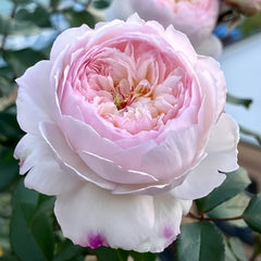 Savon Rose