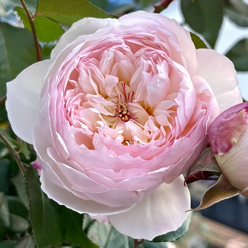 Savon Rose