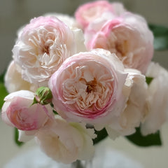 Savon Rose