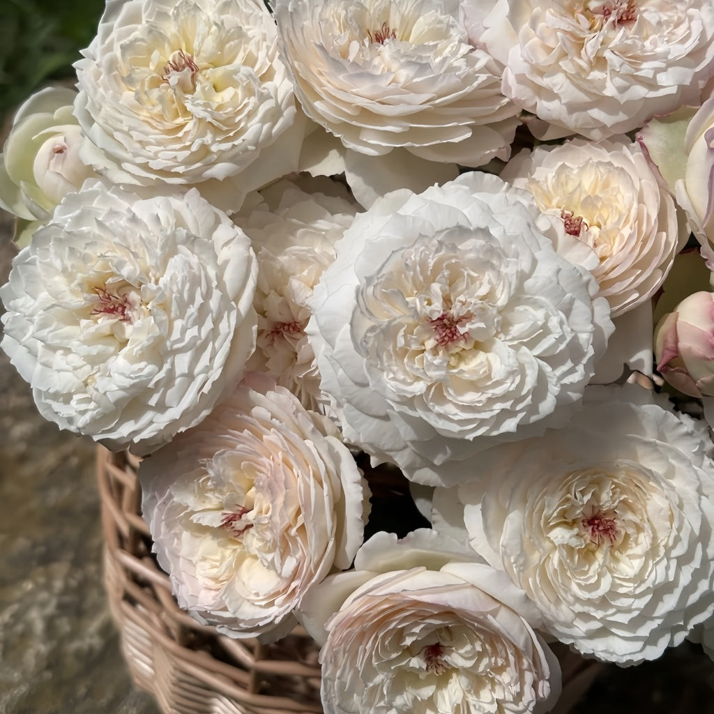 Savon Rose