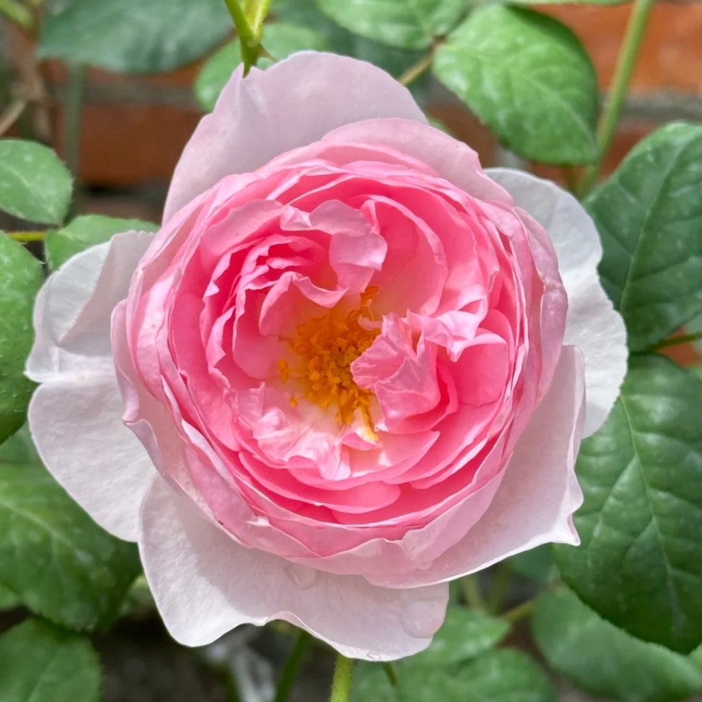 Scepter'd lsle Rose