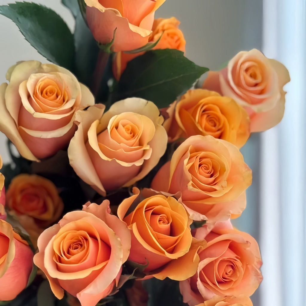 Serenade Rose