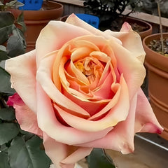 Serenade Rose