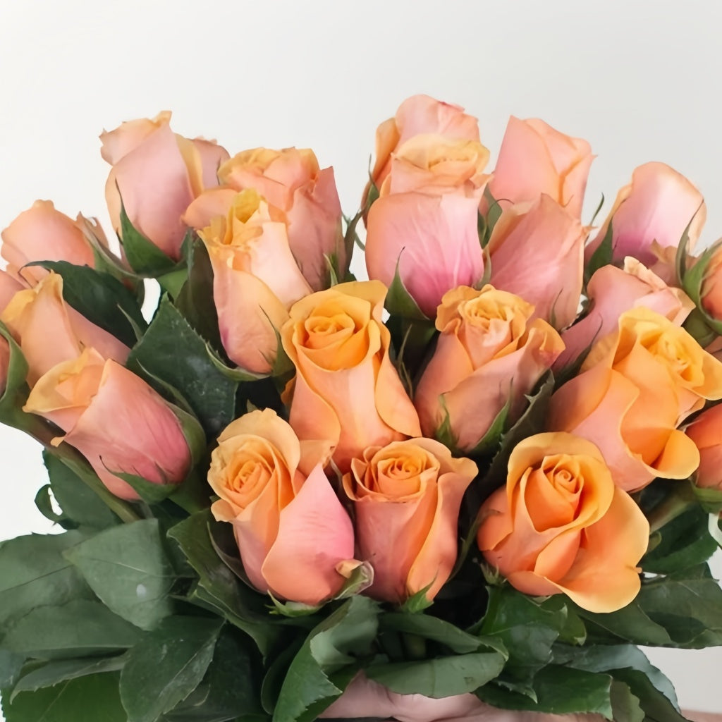 Serenade Rose