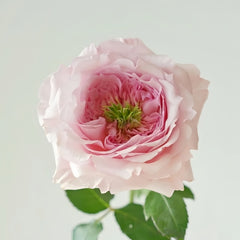 Serendipity Rose