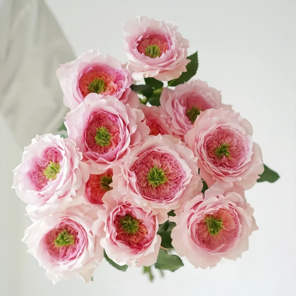 Serendipity Rose
