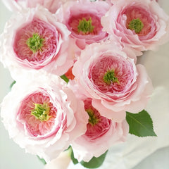Serendipity Rose