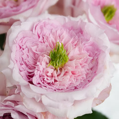 Serendipity Rose