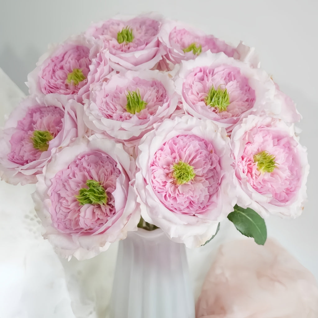 Serendipity Rose