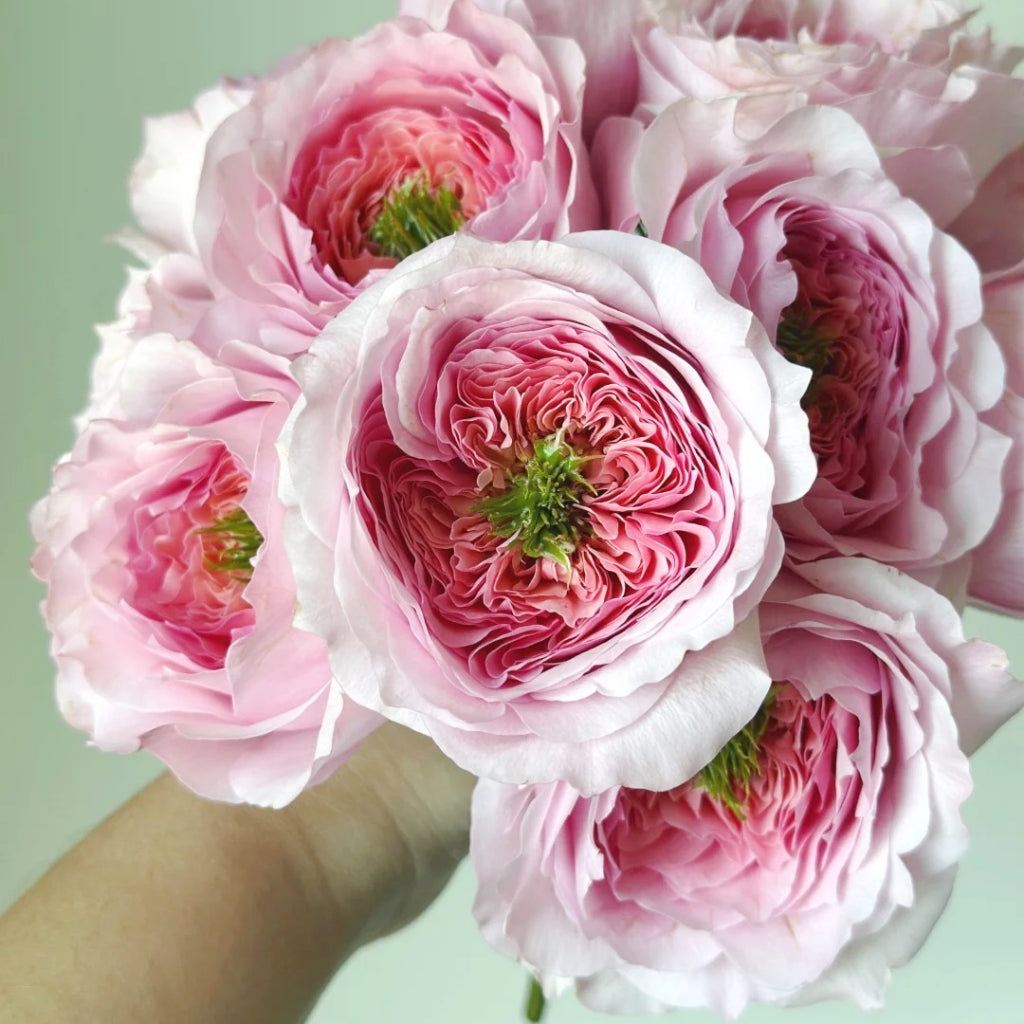 Serendipity Rose