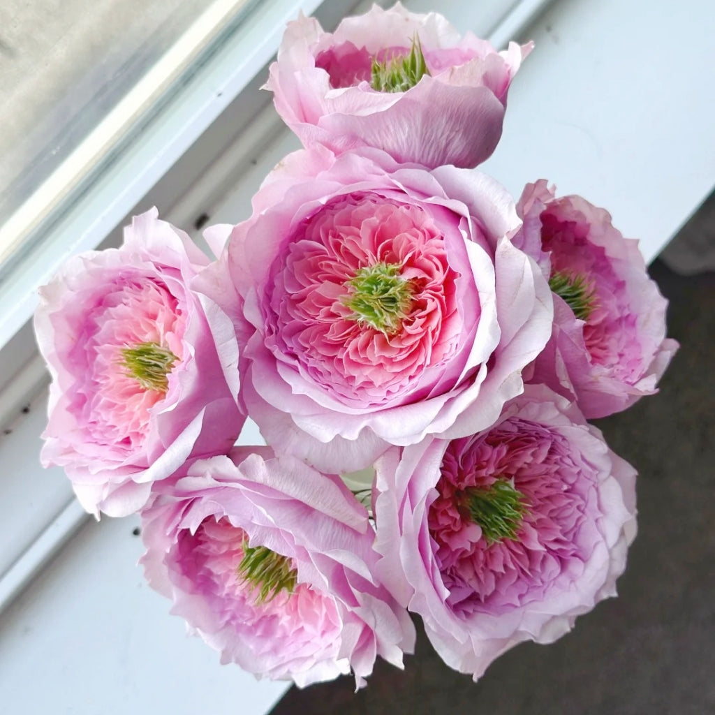 Serendipity Rose