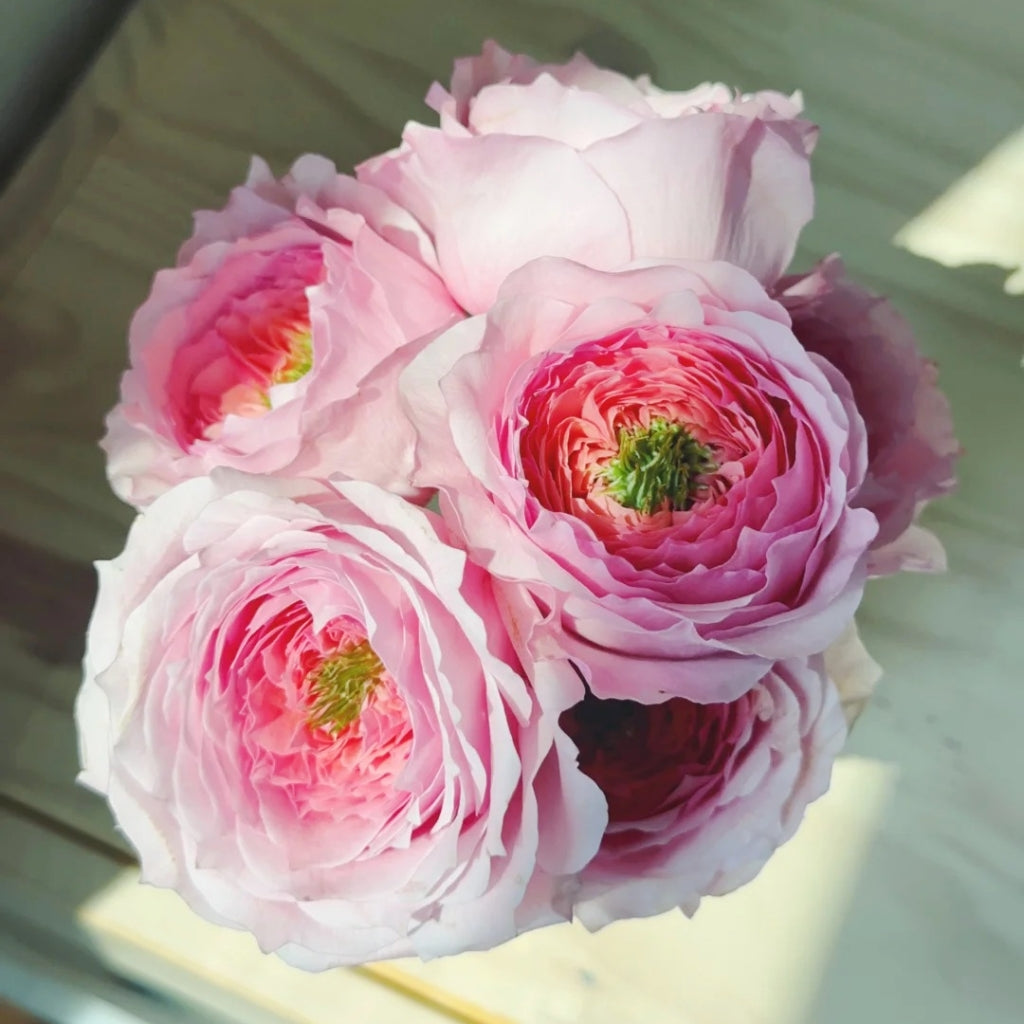 Serendipity Rose