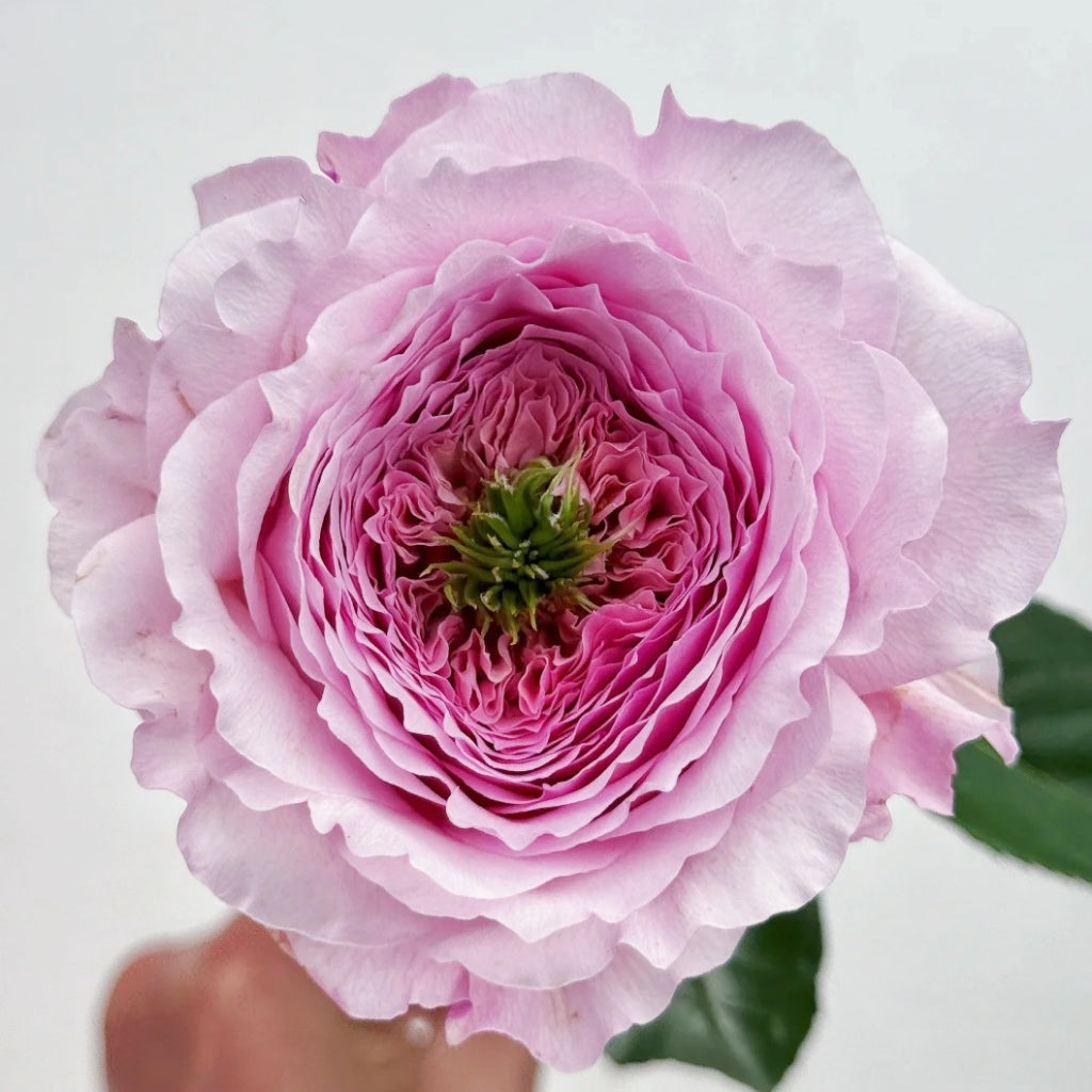 Serendipity Rose