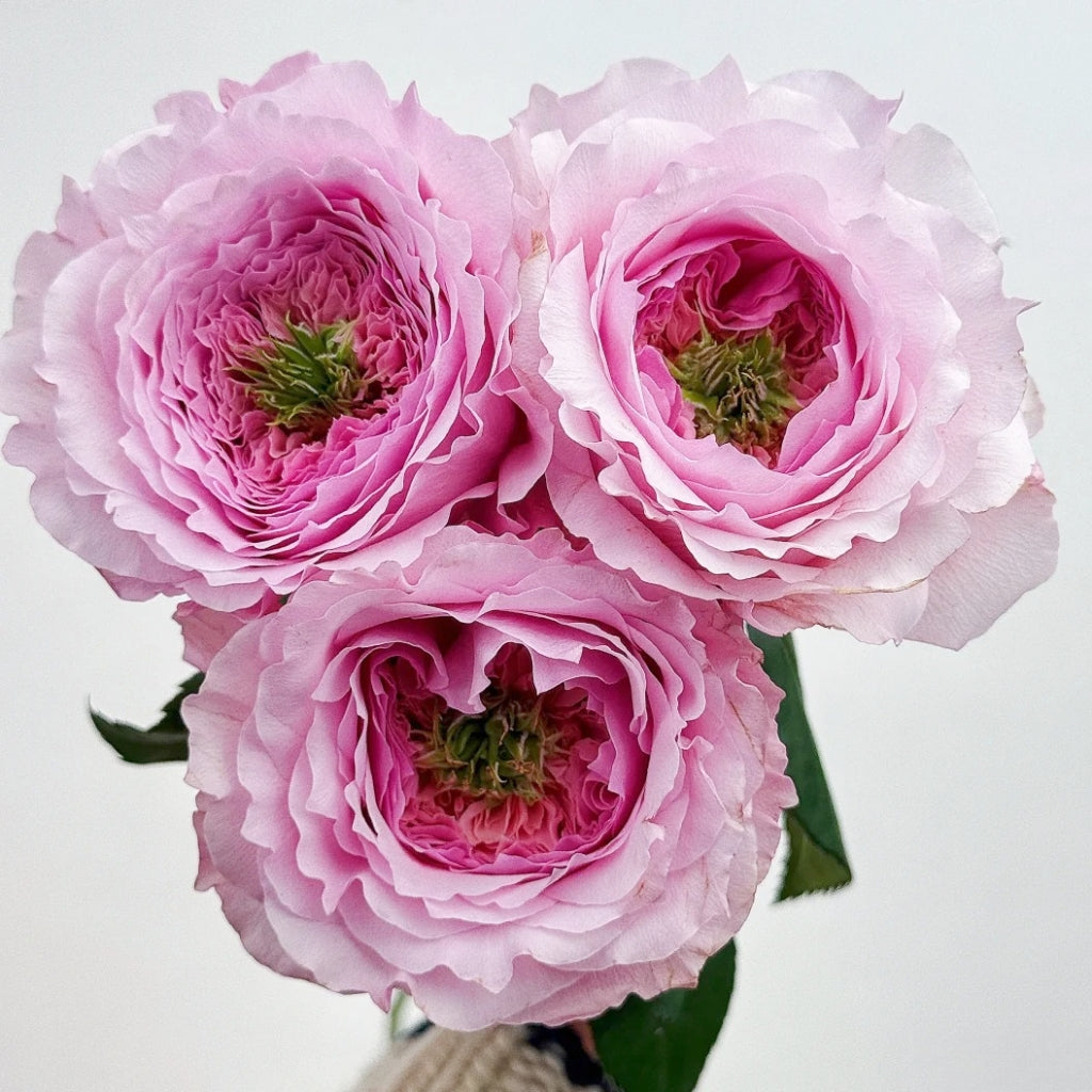 Serendipity Rose