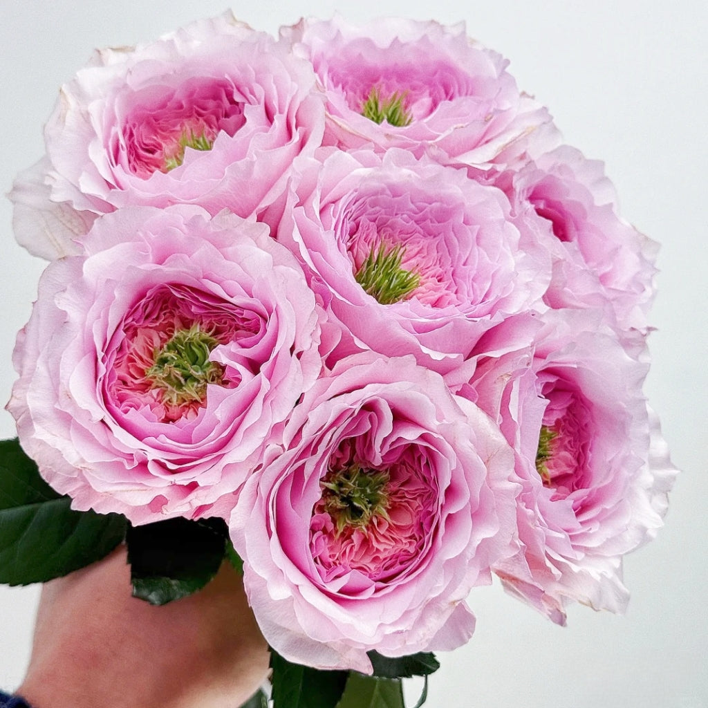Serendipity Rose