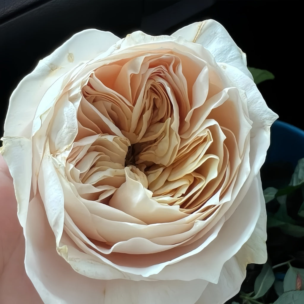 Shade of beige Rose – Rosesplant