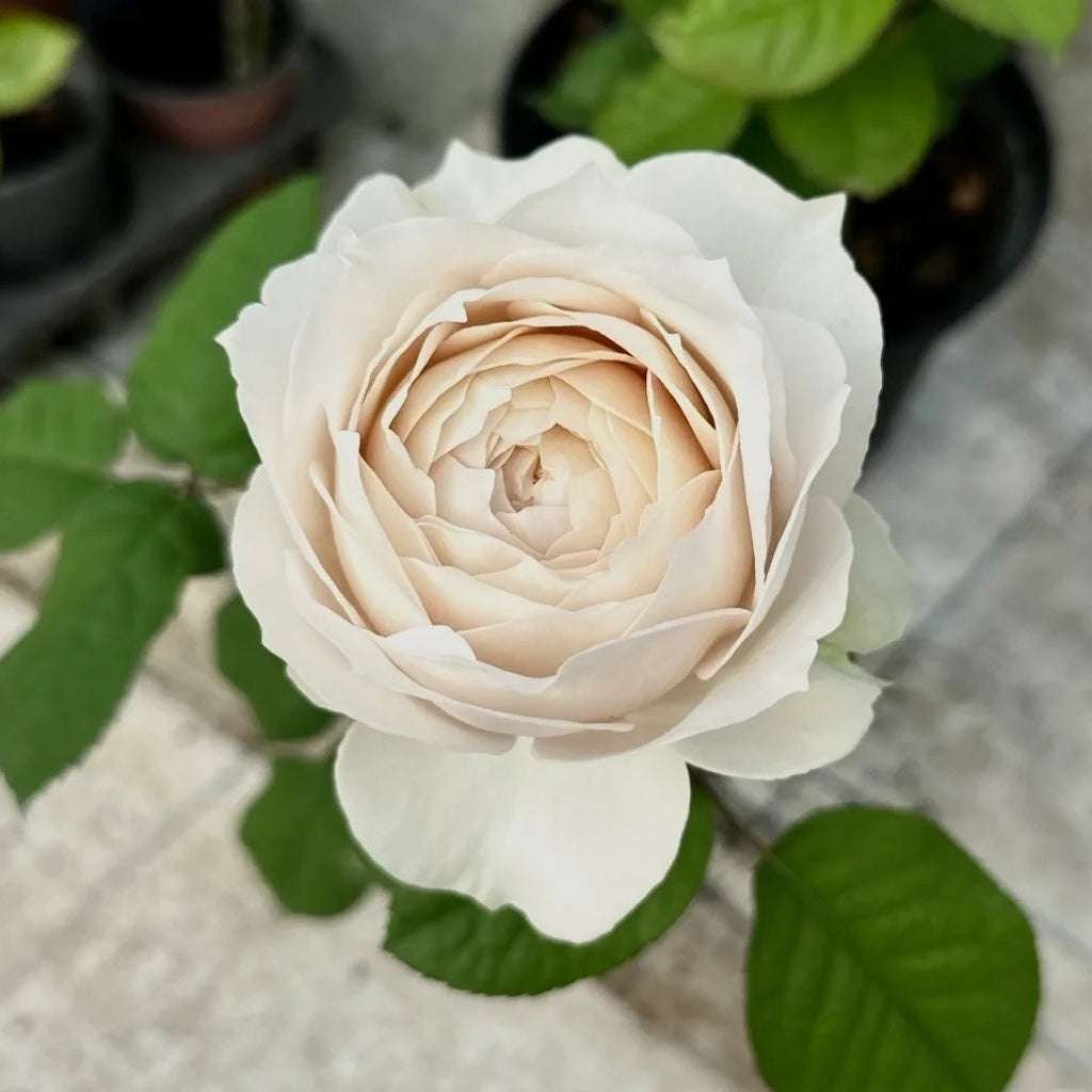 Baige Roses Shade of beige Rose – Rosesplant