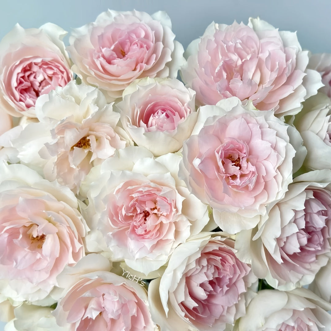 Shalimar Rose