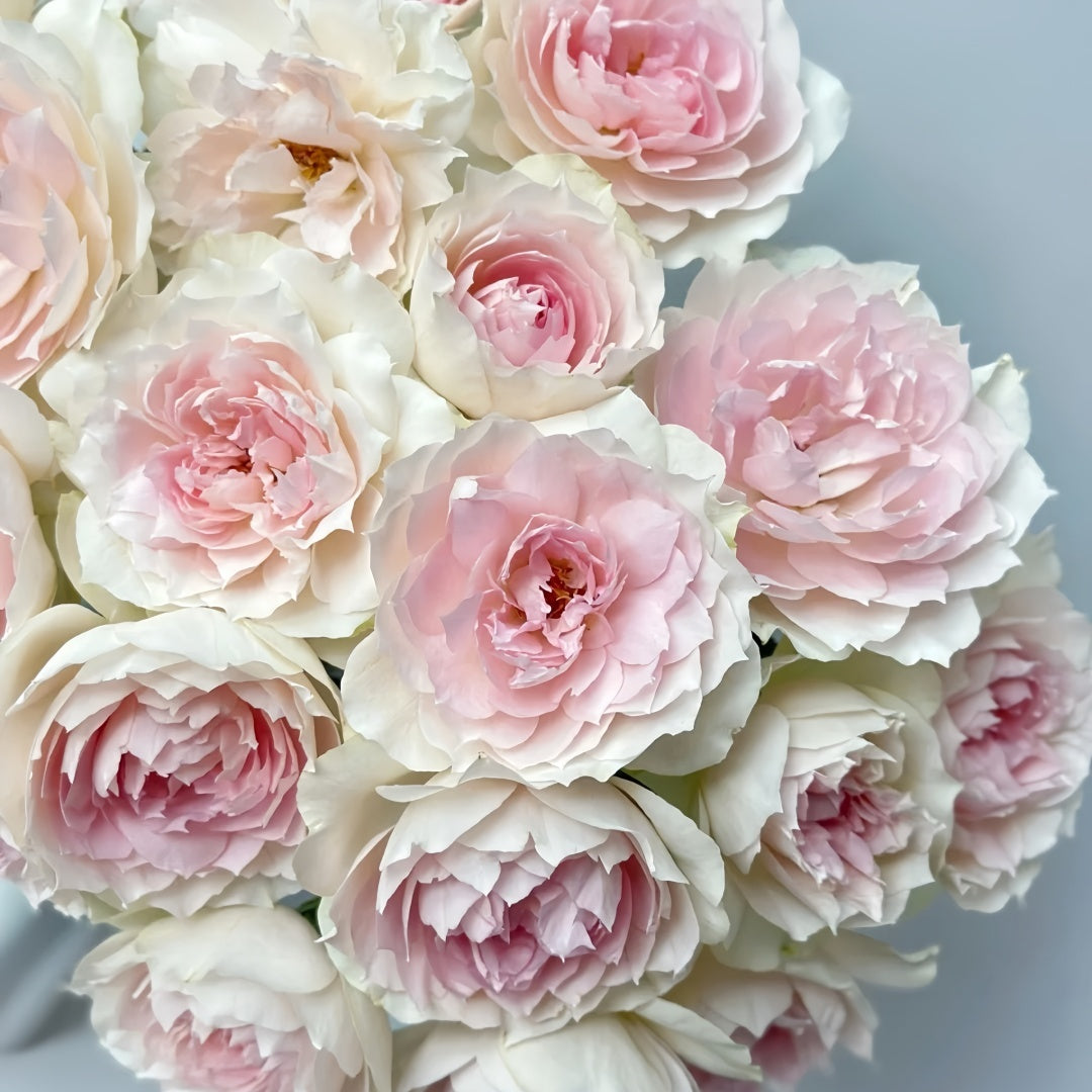 Shalimar Rose