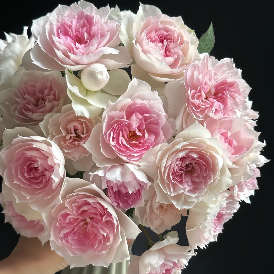 Shalimar Rose