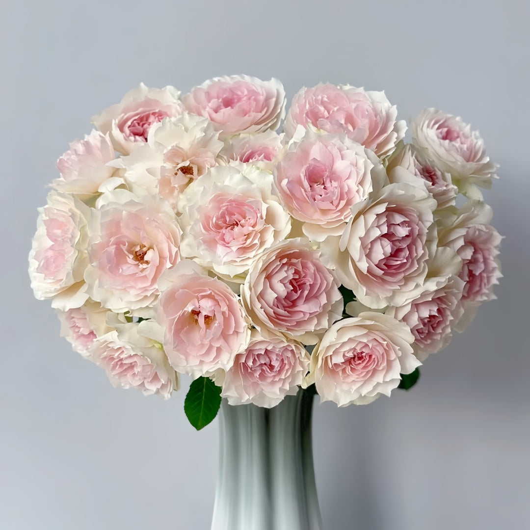 Shalimar Rose