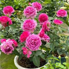 Sheherazade Rose
