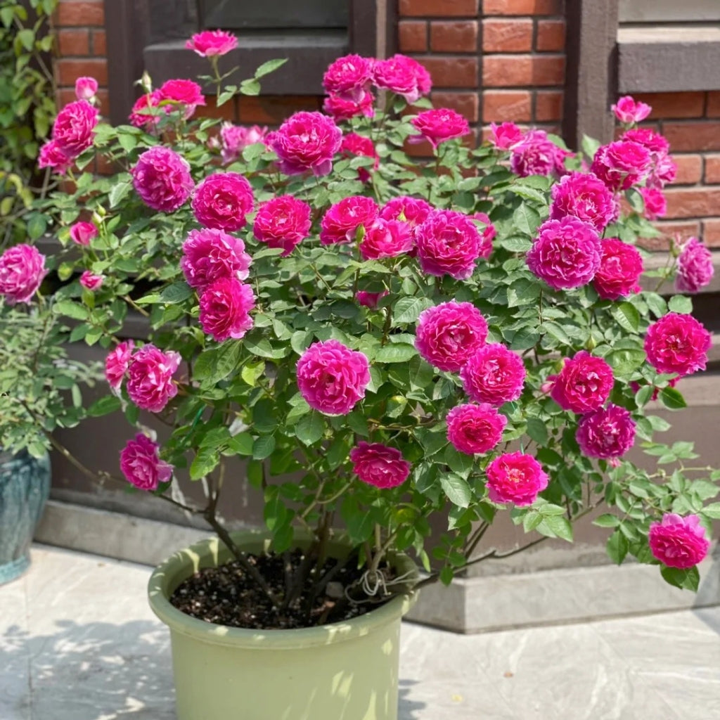 Sheherazade Rose