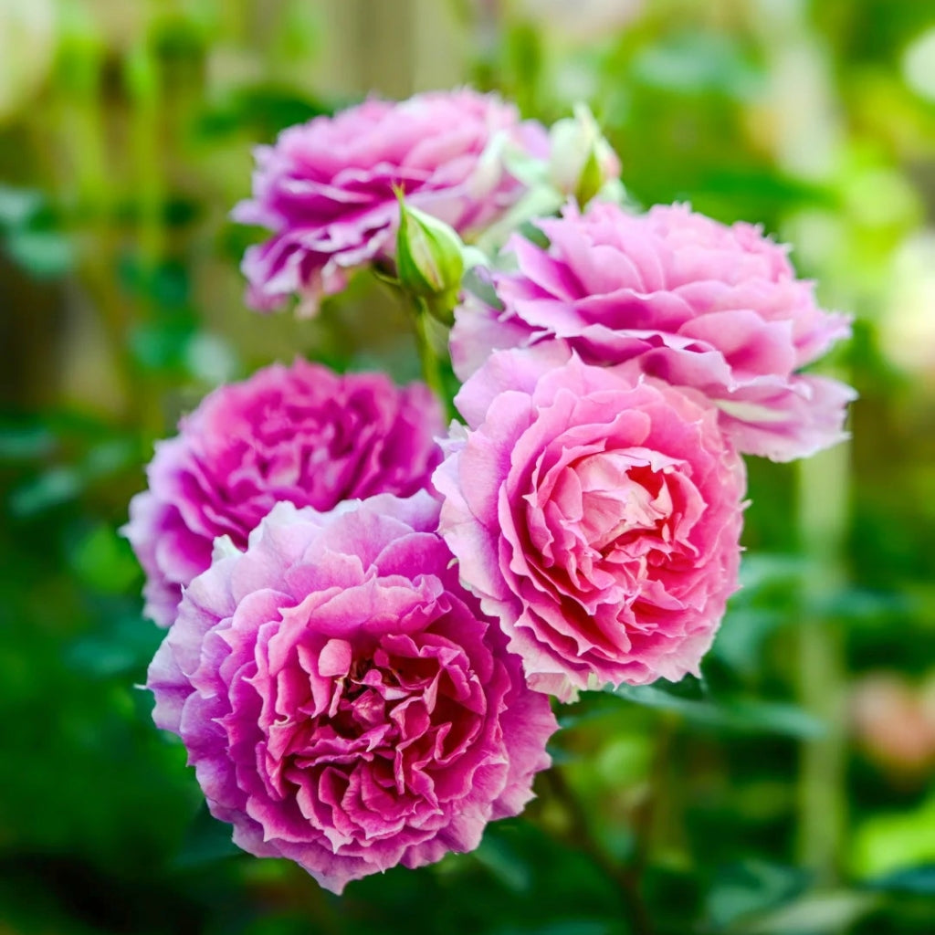 Sheherazade Rose