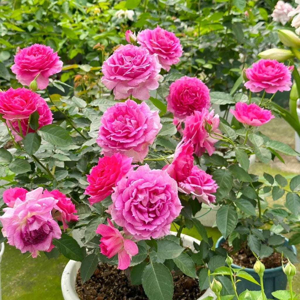 Sheherazade Rose