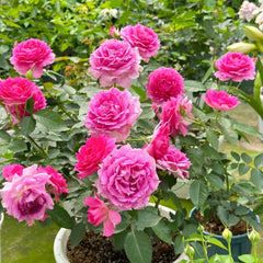 SheherazadeRose07_9a8aa40c-