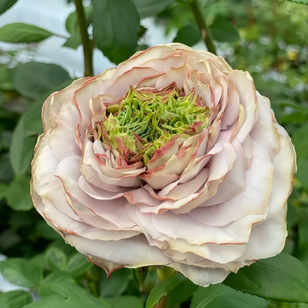 Shelvers Rose