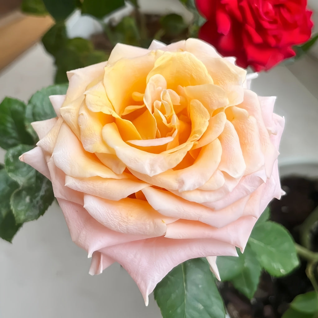 Shimmer Rose – Rosesplant