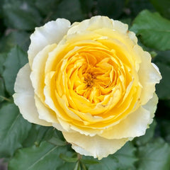 Shining Smile Rose