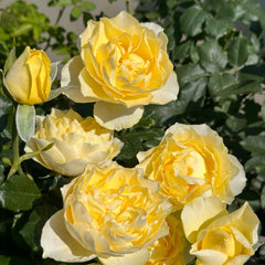 Shining Smile Rose