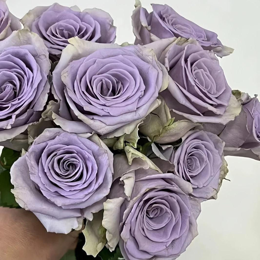 Shocking Blue Rose – Rosesplant
